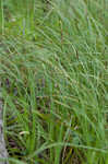 Ouachita Mountain sedge